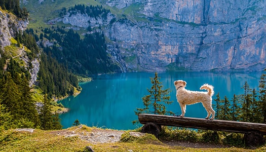 Hund auf Bank vor See